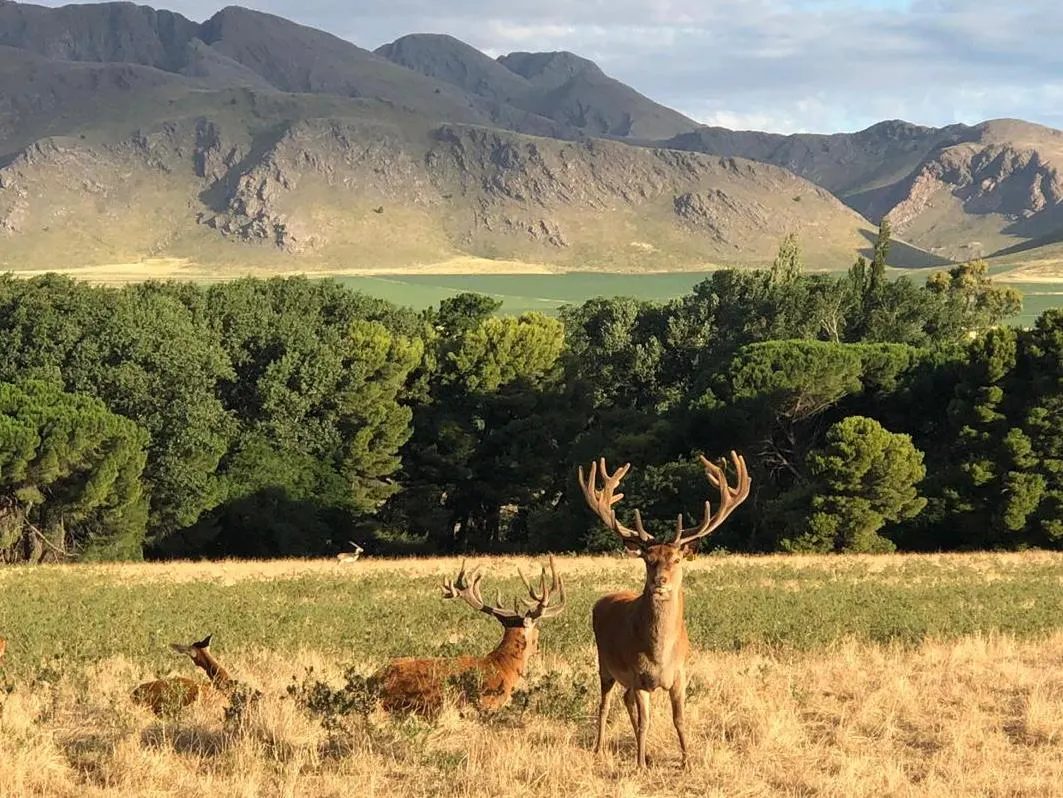Mahuida Co, qué hacer en Naturaleza y fauna